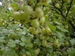 image from gallery