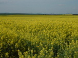 image from gallery