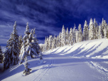 image from gallery